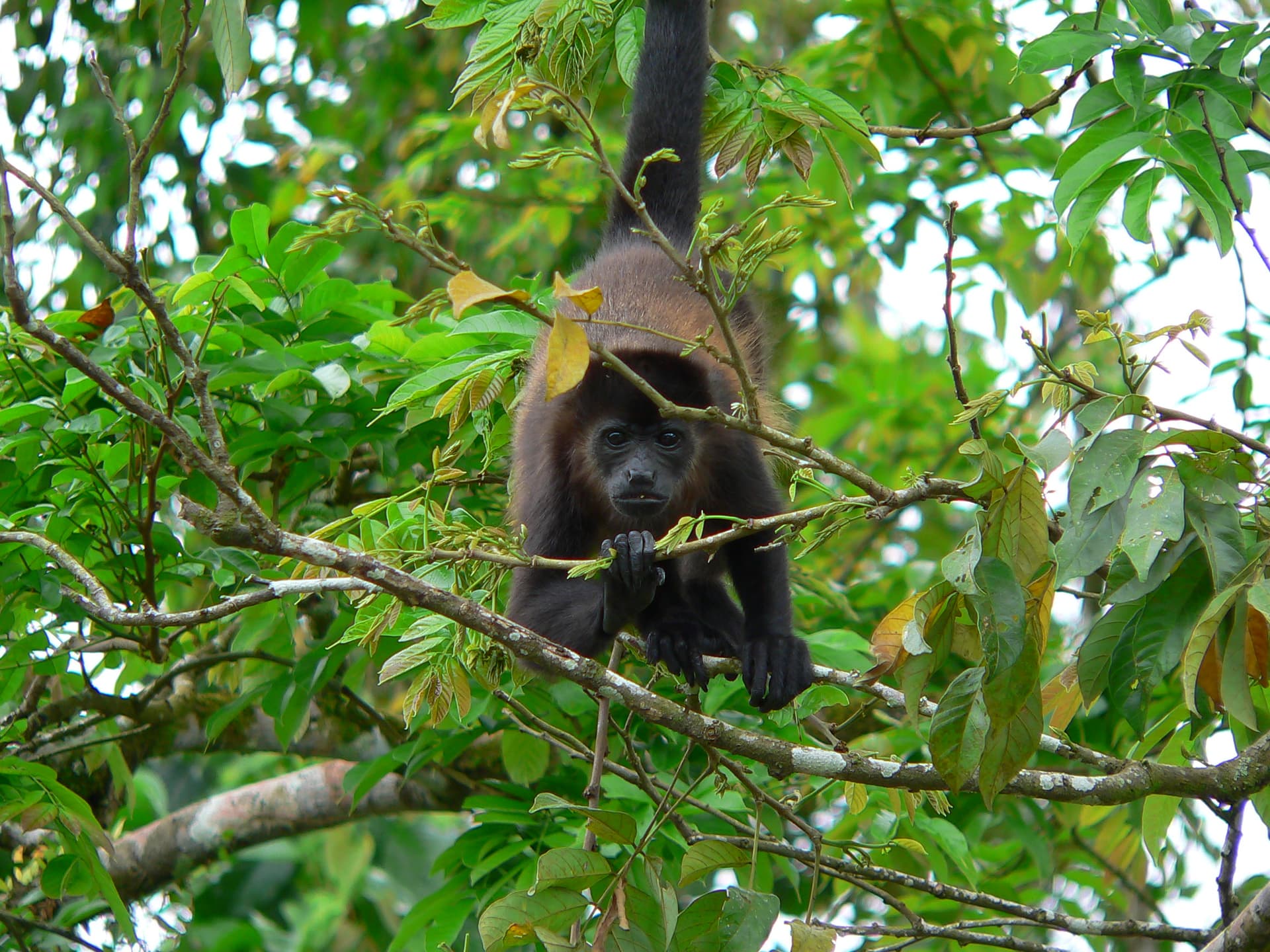Howler monkey