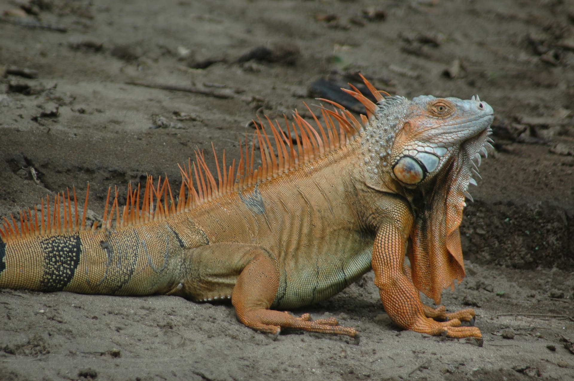 Green iguana
