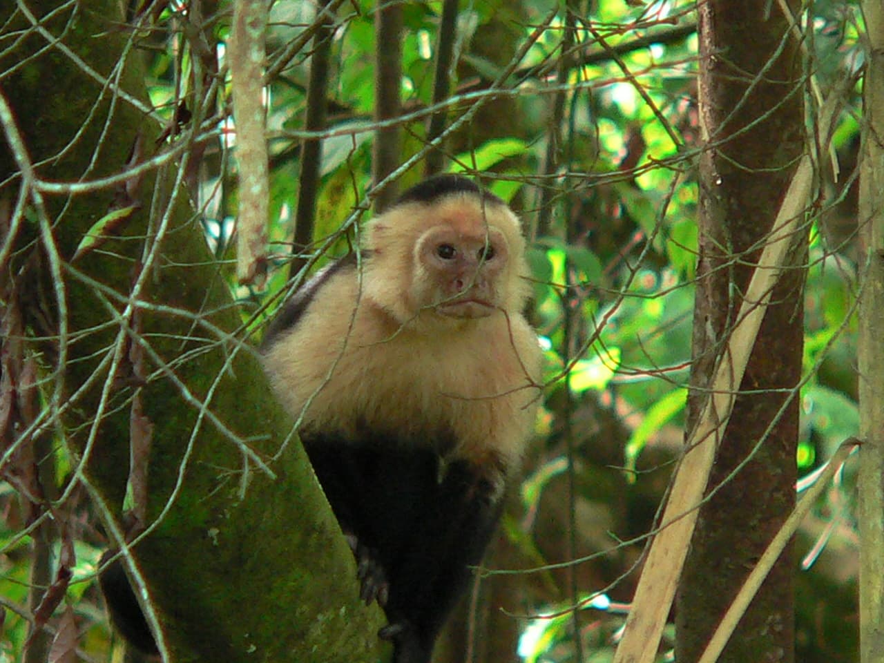 White-faced capuchin monkey