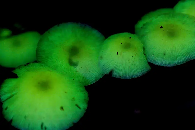 Fungi preview
