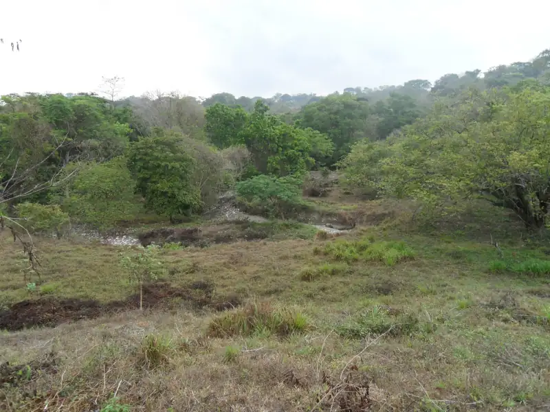 Land preparation for reforestation
