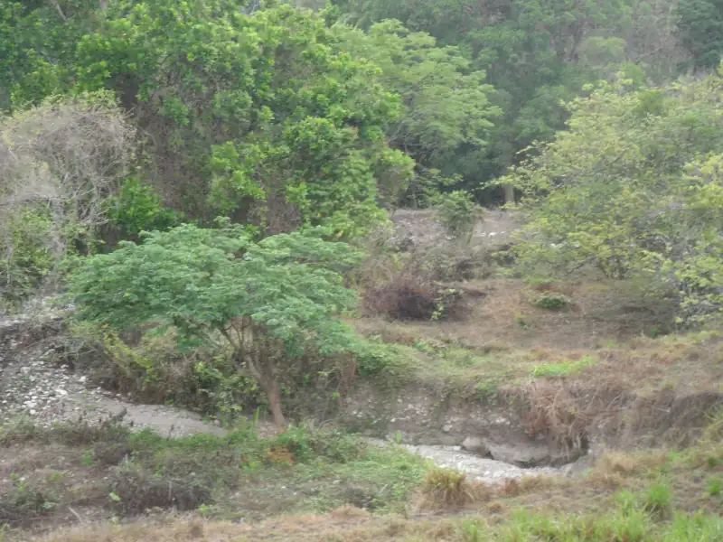 Young tree saplings