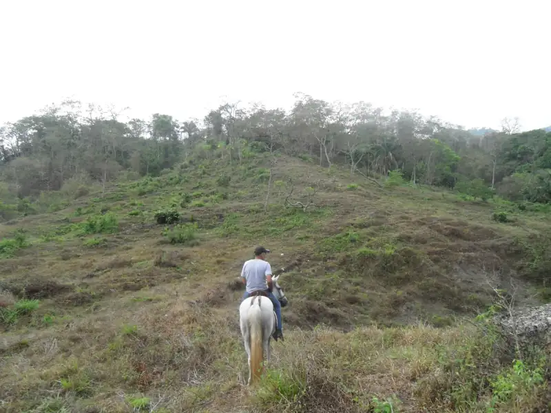 Forest restoration progress