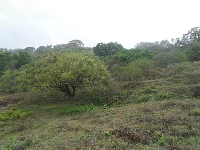 Mature reforestation area