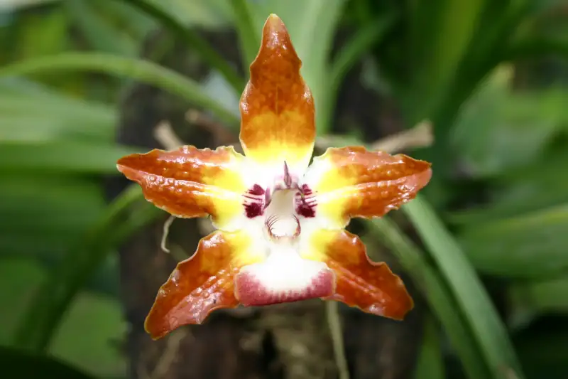 Flora preview