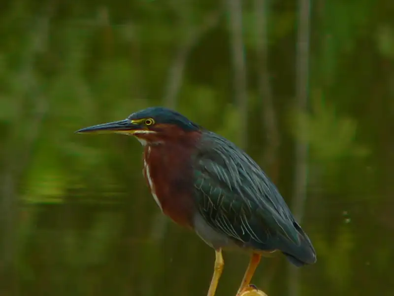 Heron in wetland area