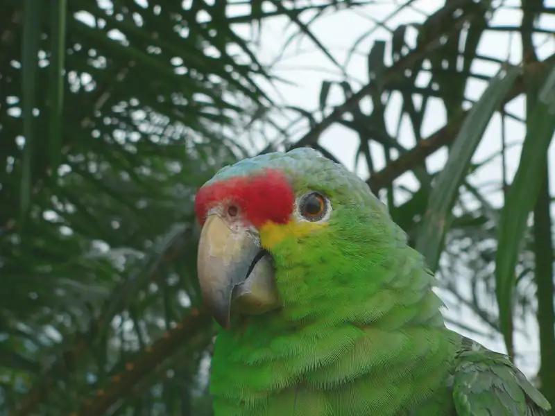 Colorful parrot in rainforest