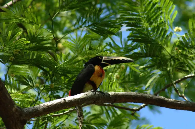 Aracari toucan